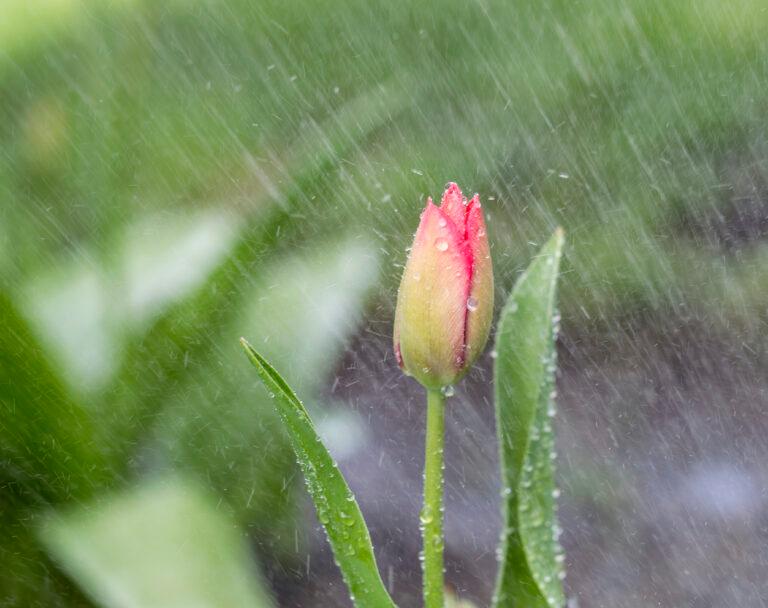 Синоптики прогнозують дощі в Запоріжжі на цьому тижні