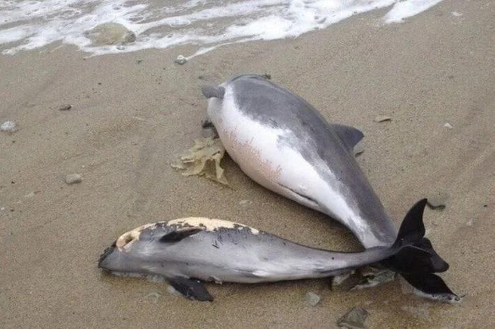 В Кирилловке на берег выбросило мертвых дельфинов
