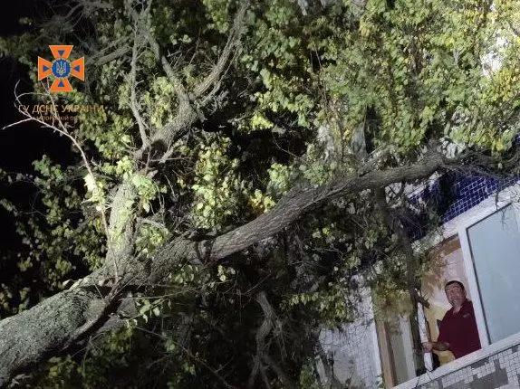 Дерево упало на жилой дом в Запорожье (ФОТО)