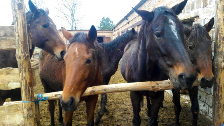 В Запорожской области сняли на видео танцующих лошадей, – видео