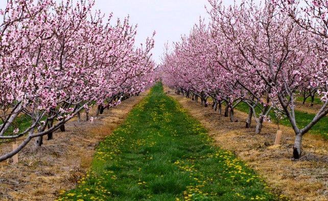 Врожай персиків цього року в регіоні під загрозою