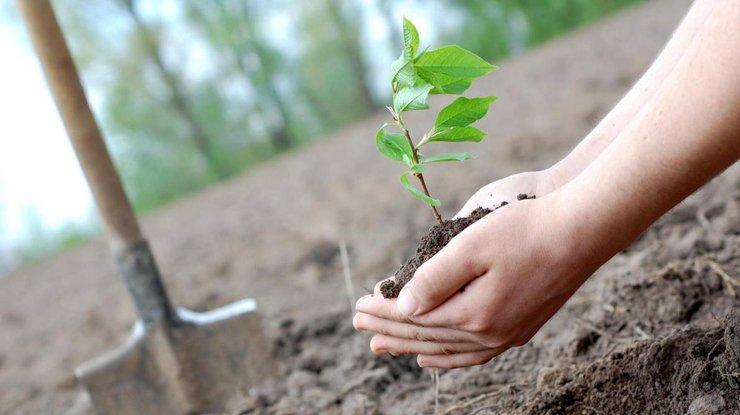 «100 млн деревьев в Украине за сутки»: Запорожье присоединится к всеукраинскому флешмобу
