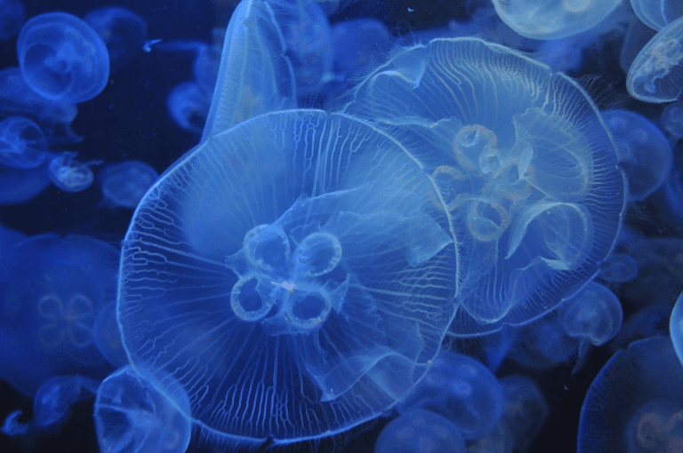 Две причины – почему в Азовском море стало много медуз