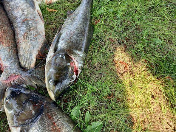 Возле плотины в Запорожье продолжает гибнуть рыба: в чем причина