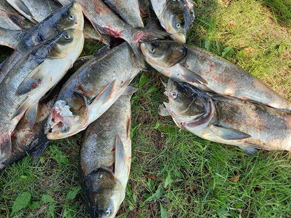 Массовая гибель крупной рыбы в Запорожской области: специалисты проведут расследование