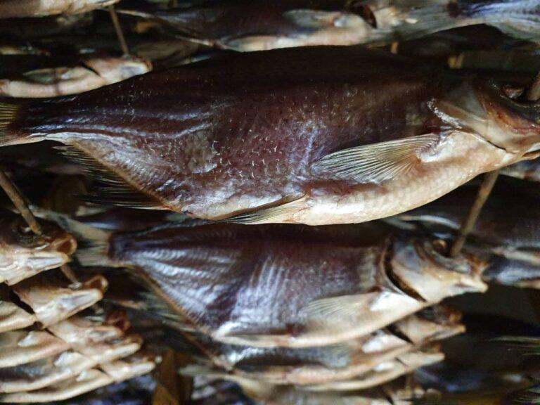 Смертельное отравление рыбой в Запорожье: результаты расследования
