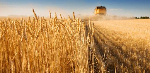 Россияне перевозят в Крым украденное зерно в Мелитополе