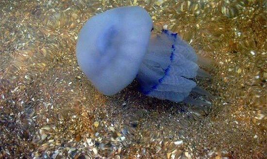 Отдых на Азовском море: туристам запретили выносить медуз на берег