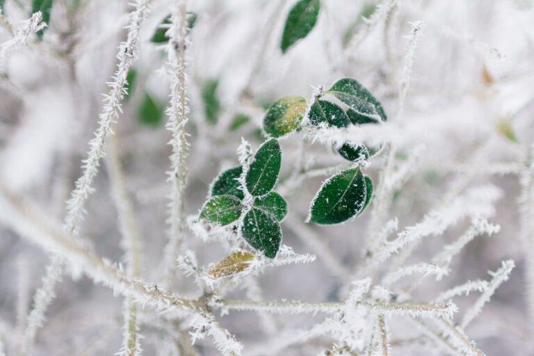 Ночные заморозки ожидаются в Запорожье 6 декабря