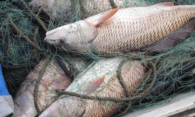 Браконьера в Запорожской области будут судить: наловил рыбы на 300 тысяч гривен