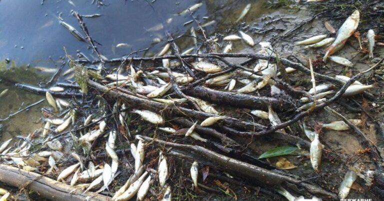 В Кушугумской громаде гибнет рыба: что будут делать