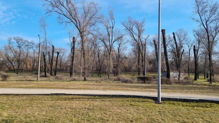 В Запорожье горожане возмущены кронированием деревьев: создали петицию