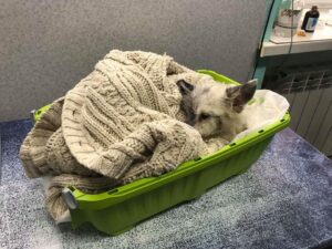 Собака, которую выбросили на рельсы, проходит реабилитацию