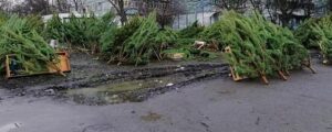 В Запорожье продавцы побросали елки