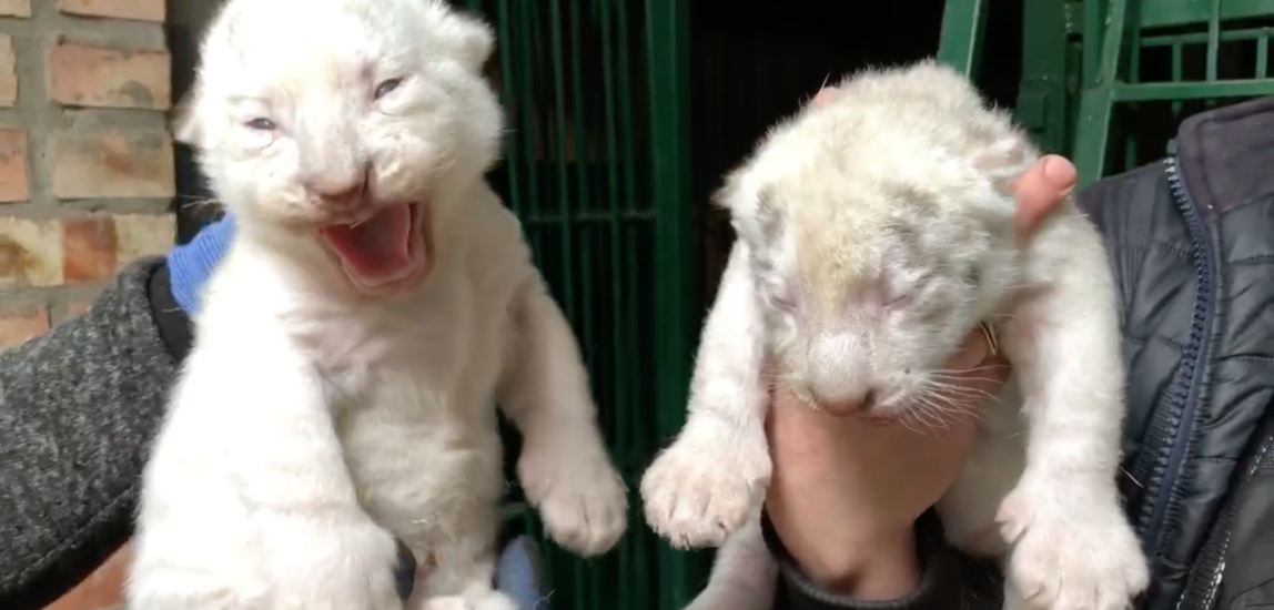 V berdyanskom zooparke Safari rodilis' belyye tigryata, - VIDEO