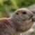 v-zooparke-safari-prosnulis-lugovye-sobachki-video