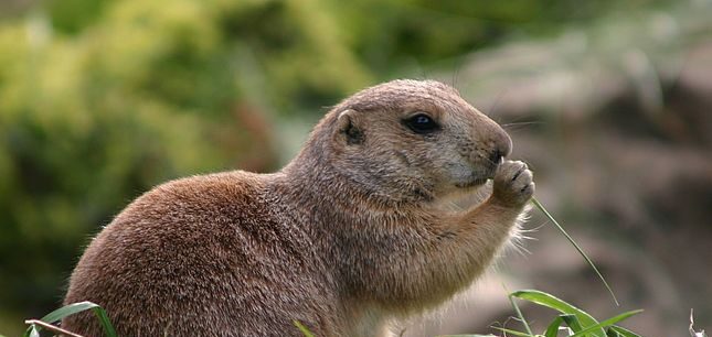 v-zooparke-safari-prosnulis-lugovye-sobachki-video