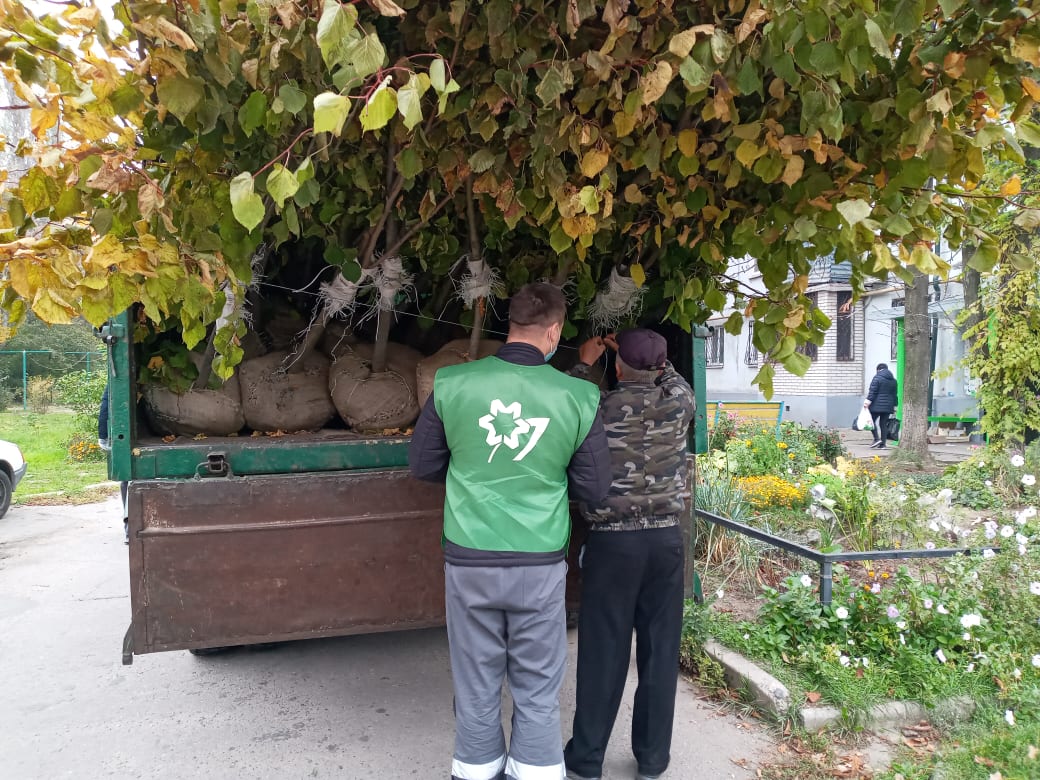 Высадка лип от Зеленого центра