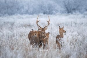 Запорожский фотограф заснял семейство оленей на острове Хортица