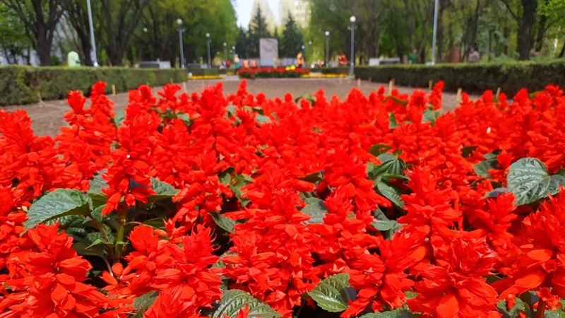 Запоріжжя клумби квіти