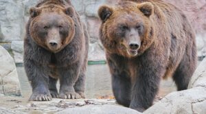 Зоопарк на детской железной дороге в Запорожье закроют