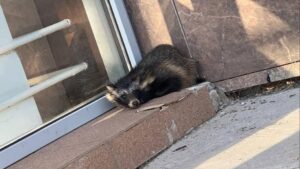 Енотовидная собака пришла на территорию ЗАЭС (ФОТО)