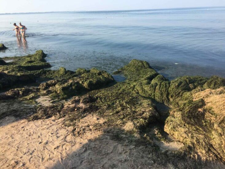 Побережье Азовского моря в Бердянске усыпано водорослями