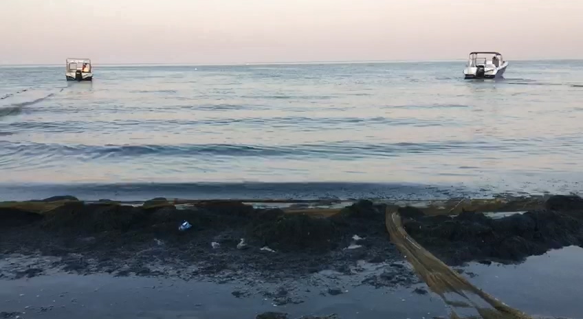 Запорожская область Бердянск водоросли
