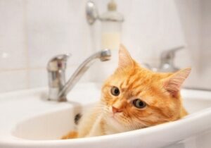 Оккупационная власть Мелитополя сообщает об отключении водоснабжения в городе
