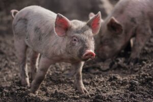 В Украине взлетят цены на мясо и колбасы – прогноз