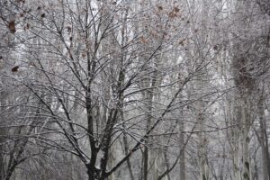 Синоптики сделали прогноз погоды в Запорожье на 4 февраля