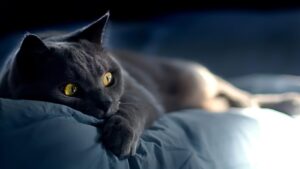 Что делать, если кошка не дает спать по ночам