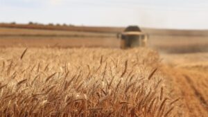 Урожай под огнем: как работают запорожские аграрии