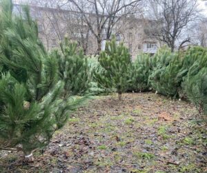 У Запоріжжі посилюють контроль за вирубкою хвойних дерев перед святами