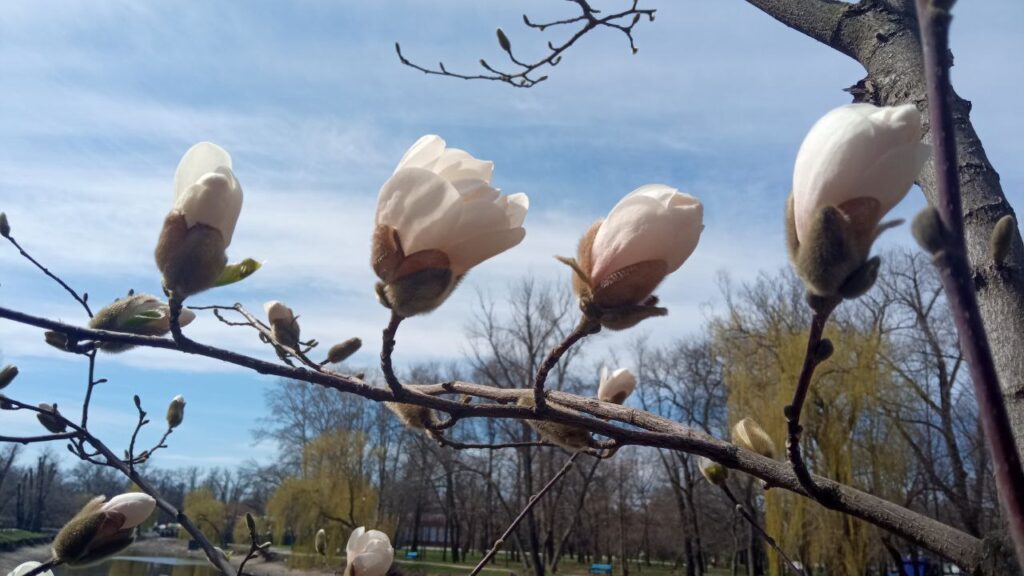 У Дубовці квітнуть магнолії