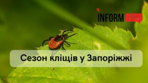 У Запоріжжі виявили хворобу Лайма: подробиці