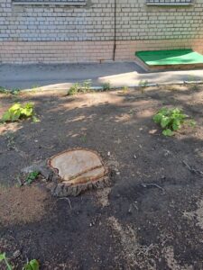 ОСМД в Запорожье вырубали деревья без разрешений (ФОТО)