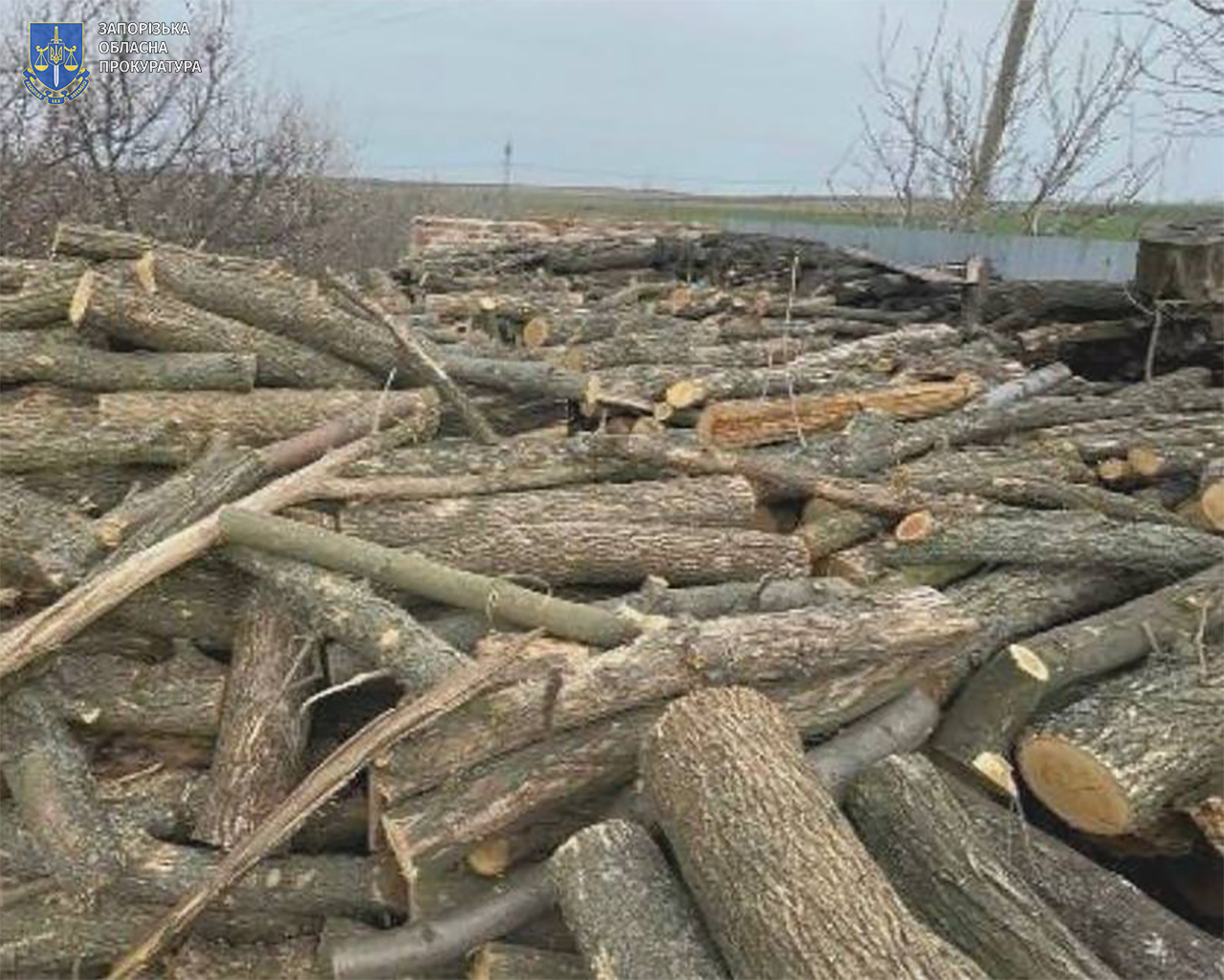 Незаконна вирубка деревина в Запорізькій області