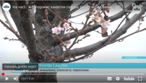 У Запоріжжі розцвіли сакура та троянди (ВІДЕО)
