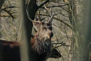 На Хортиці знайшли роги оленя, який жив на острові 300 років тому (ФОТО)