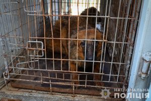 Житель Запоріжжя утримував 30 собак в однокімнатній квартирі (ВІДЕО)
