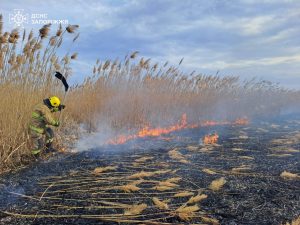 На Запоріжжі згоріло 3,6 гектари землі: причина (ФОТО)