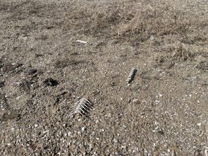 Пісок із бактеріями: що виявили фахівці на запорізьких пляжах