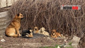 Безпритульні тварини в Запоріжжі: як вирішують проблему в місті та чи є притулки панацеєю