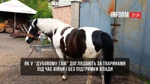 “Влада ніколи нам не допомагала”: як у Дубовому гаю доглядають за тваринами під час війни і без підтримки влади
