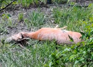 У Запоріжжі патрульні врятували знесилену козулю (ВІДЕО)
