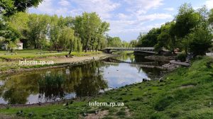 В Запорожье в Дубовом роще погиб лебедь: причина