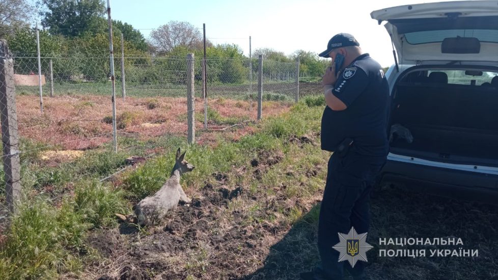 На Запоріжжі поліцейський прихистив хвору косулю у себе вдома