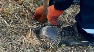 У центрі Запоріжжя рятувальники виловили змію (ФОТО)