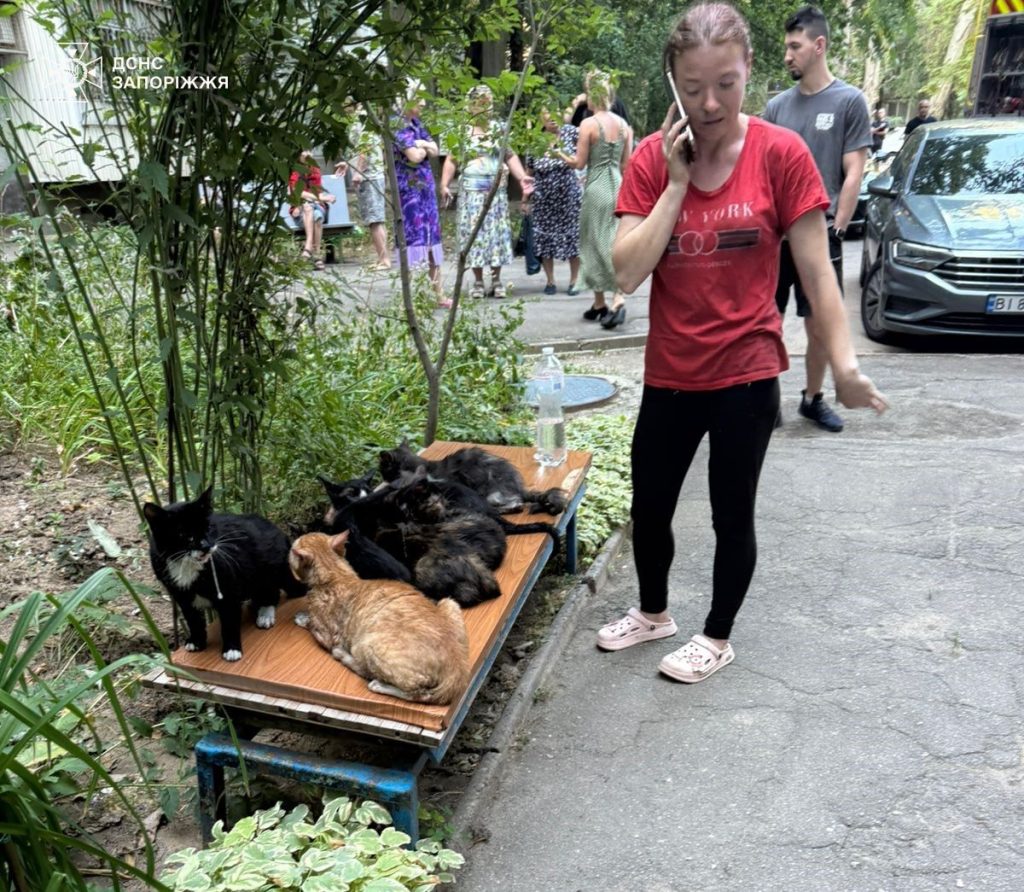 У Запоріжжі врятували котів